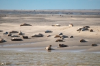 La pointe du Hourdel - Phoques